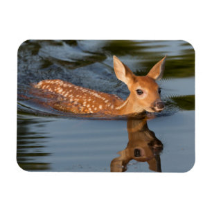 Deer Fawn Minnesota Magnet
