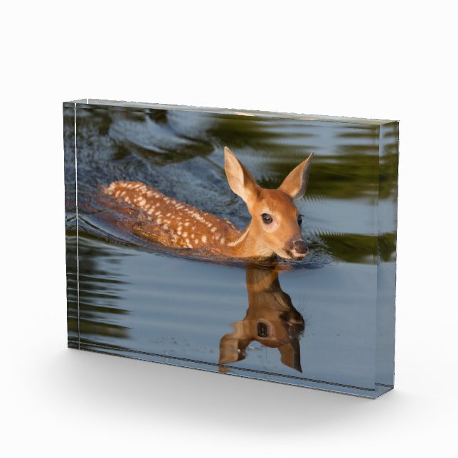 Deer Fawn | Minnesota Photo Block (Right)
