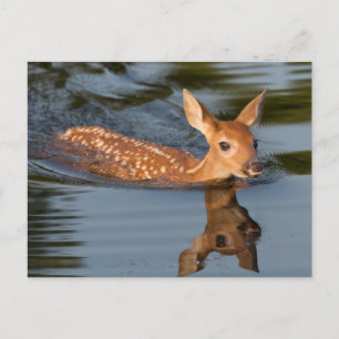 Deer Fawn   Minnesota Postcard