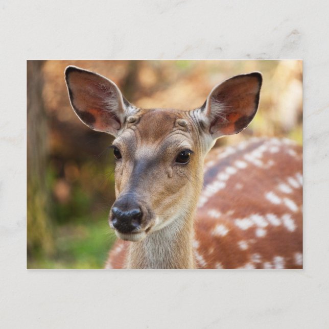 Deer Fawn Portrait Postcard (Front)
