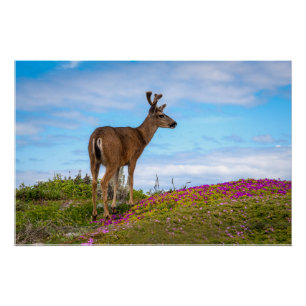 Deer Glossy Poster Coastal Wildflower Scene