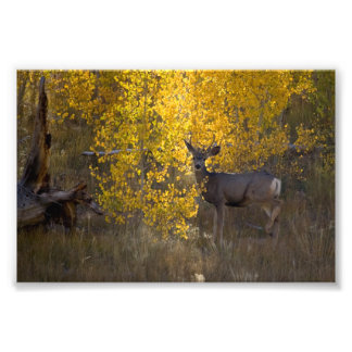 Deer - Grand Canyon National Park - Arizona Photo Print