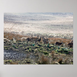 Deer grazing Lyme Park Postcard Poster