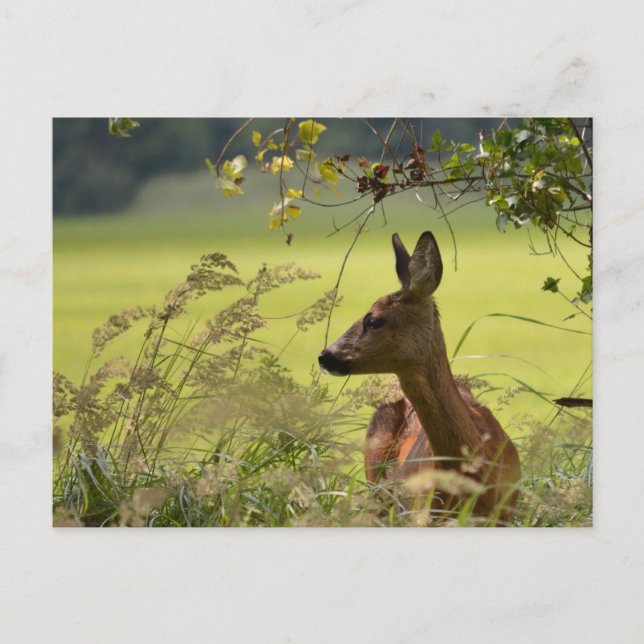Deer Greetings Postcard (Front)