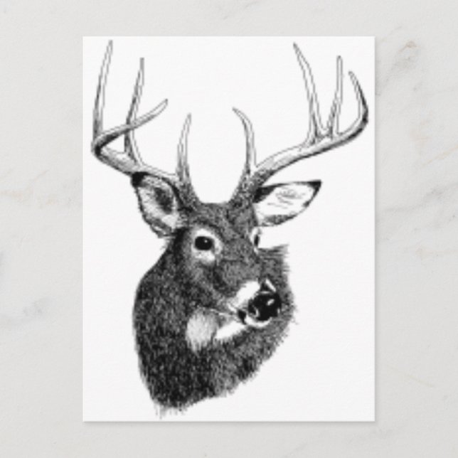 deer headgif postcard (Front)