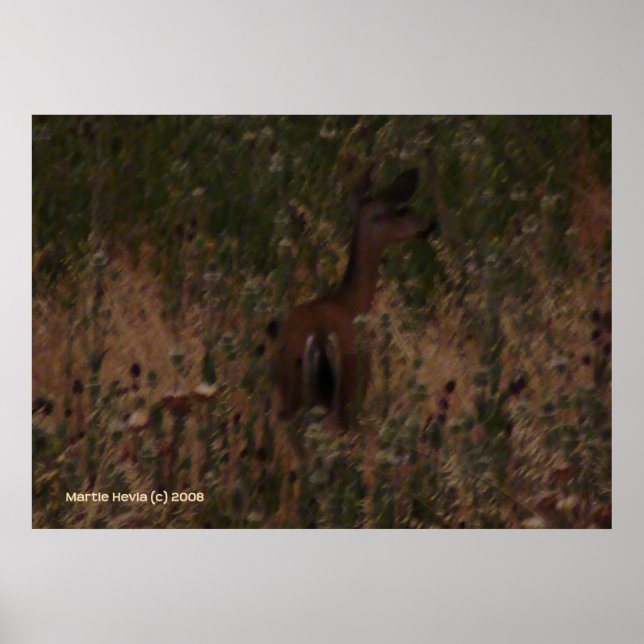 Deer Hides in Dry Grass Poster (Front)