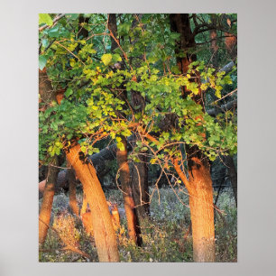 Deer Hiding in Trees Poster