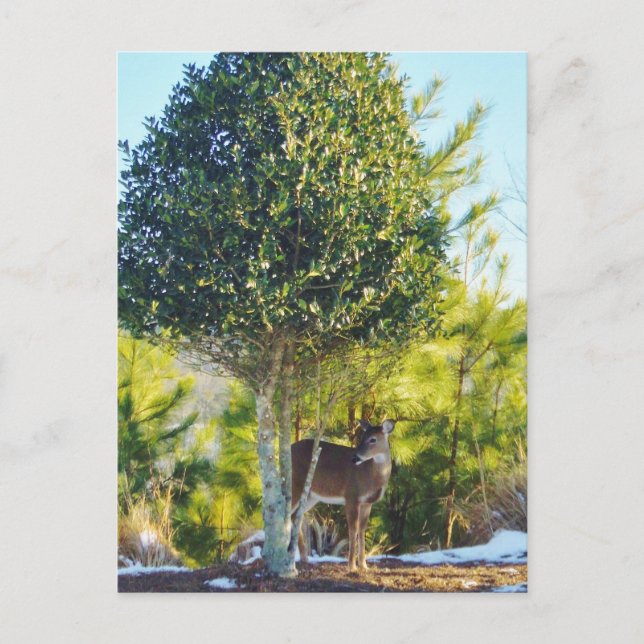 Deer & Holly berry tree in snow Postcard (Front)