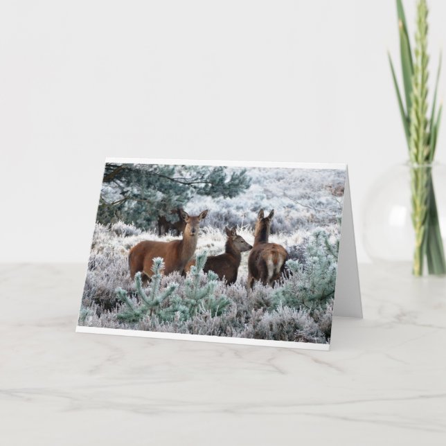 Deer in a winter scene holiday card (Front)
