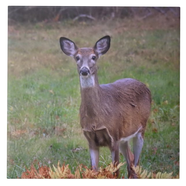 Deer in an Autumn Field III Tile (Front)
