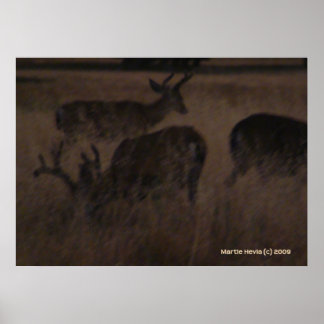 Deer in Dry Grass Poster