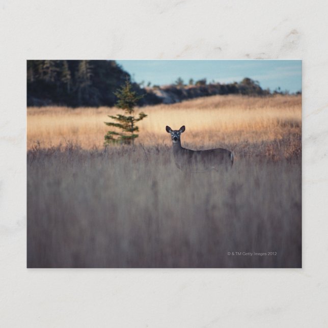 Deer in field of tall grass postcard (Front)