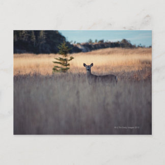 Deer in field of tall grass postcard