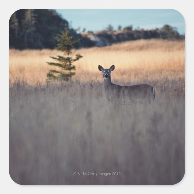 Deer in field of tall grass square sticker (Front)