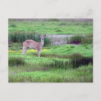 Deer in Field Postcard