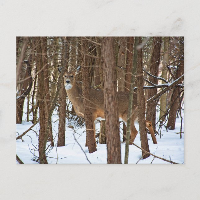 Deer in Forest During Winter Postcard (Front)
