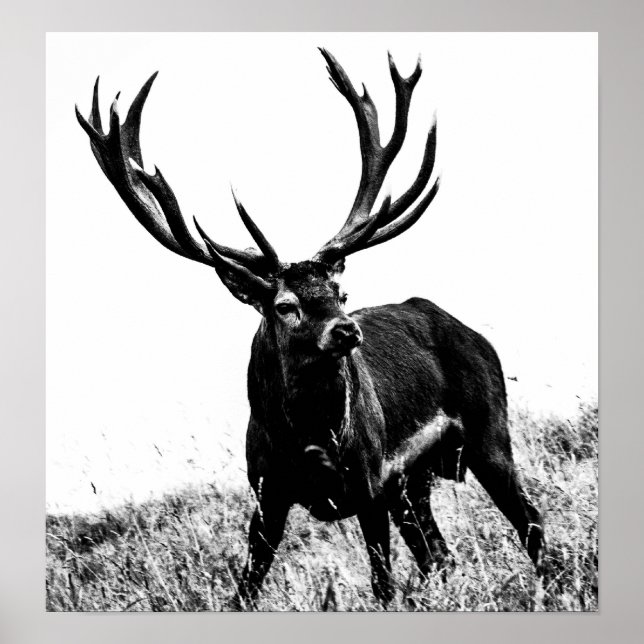 Deer in heat poster (Front)