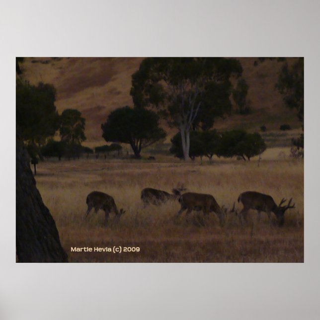 Deer in Hills Poster (Front)
