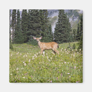 Deer in Paradise Park Magnet
