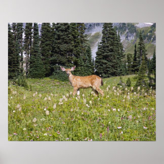 Deer in Paradise Park Poster