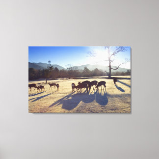 Deer in park in Nara, Nara Prefecture, Japan Canvas Print