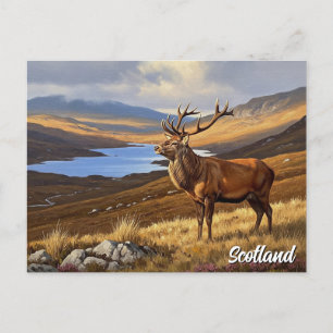 Deer in Scotland Travel Postcard