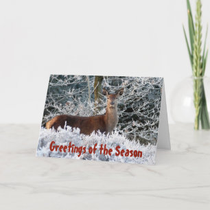 Deer in Snow Christmas Greeting Holiday Cards
