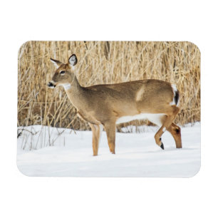 Deer in snow magnet