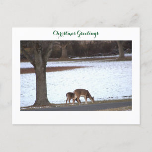 Deer in Snow Photo Postcard