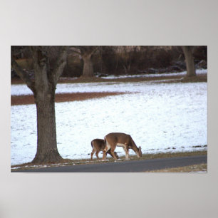 Deer in Snow Photo Poster