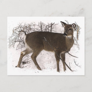 Deer in Snow Postcard