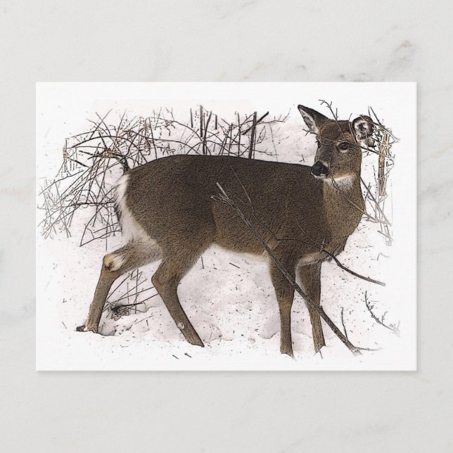 Deer in Snow Postcard (Front)