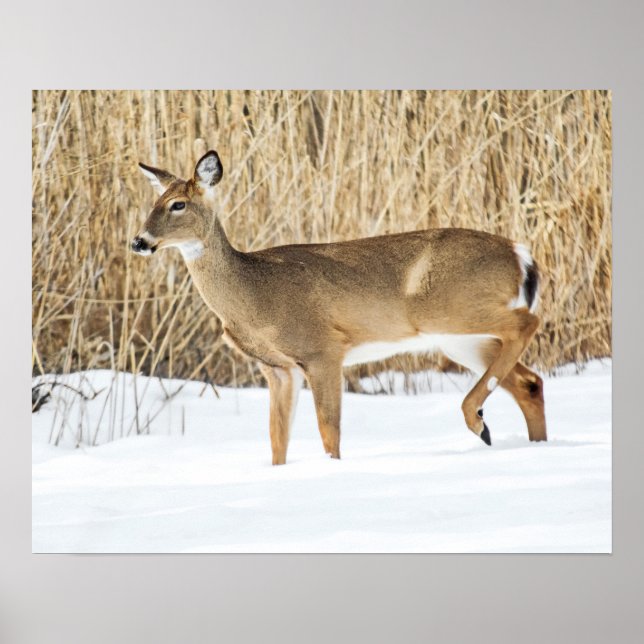 Deer in snow poster (Front)