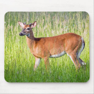 Deer In Tall Grass Mouse Pad