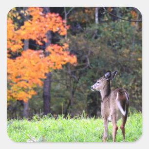 Deer in the Autumn Field Square Sticker