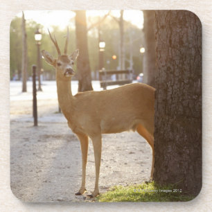 Deer in the city coaster