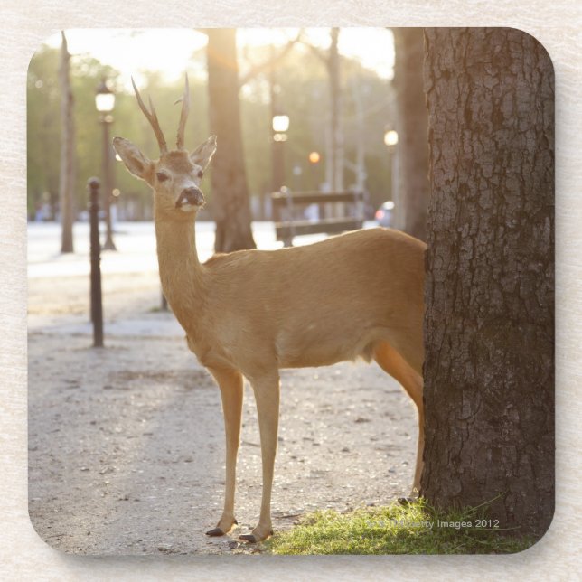 Deer in the city coaster (Front)