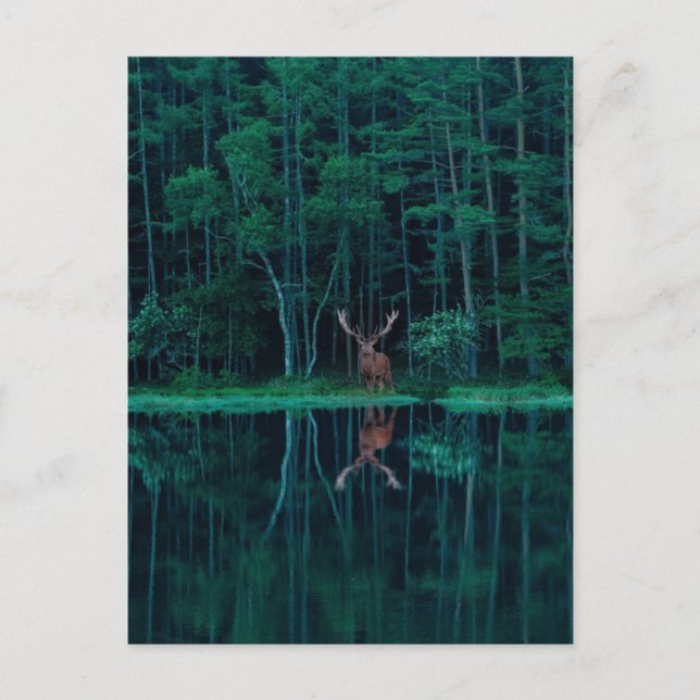 Deer in the Forest Postcard (Front)