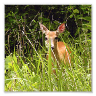 Deer in the Grass Photo Print