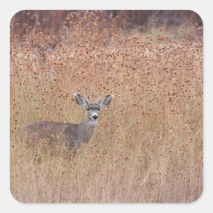Deer in the meadow square sticker