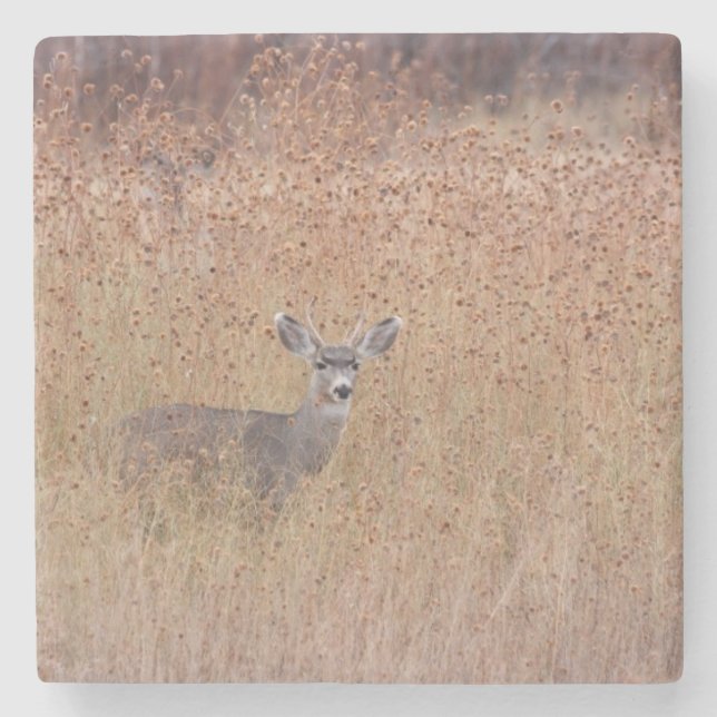 Deer in the meadow stone coaster (Front)