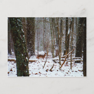 Deer in the snow fall postcard