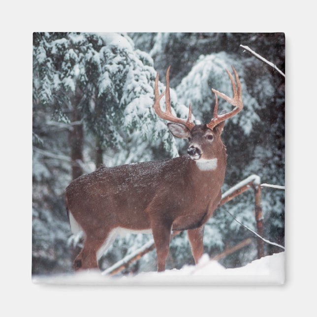 Deer in the Snow Magnet (Front)