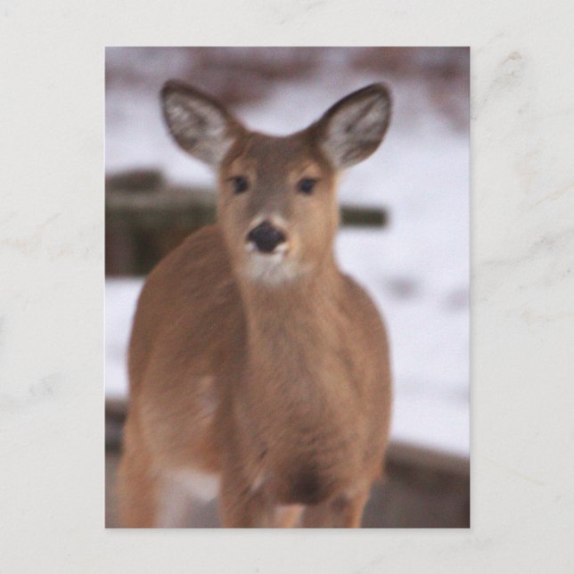 Deer in the Snow Postcard (Front)