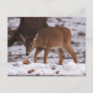 Deer in the Snow Postcard
