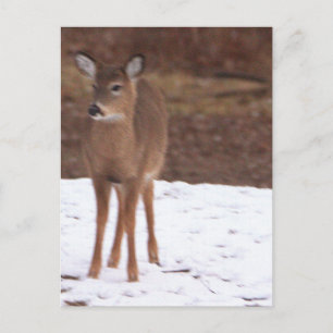 Deer in the Snow Postcard