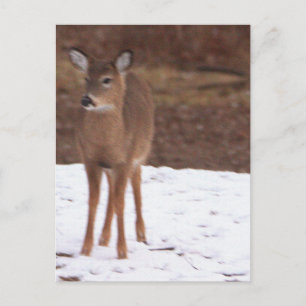 Deer in the Snow Postcard