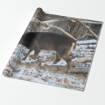 Deer in the Snow