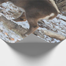 Deer in the Snow