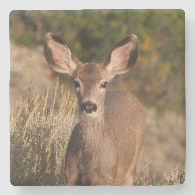 Deer in the Wild Square coaster (Front)